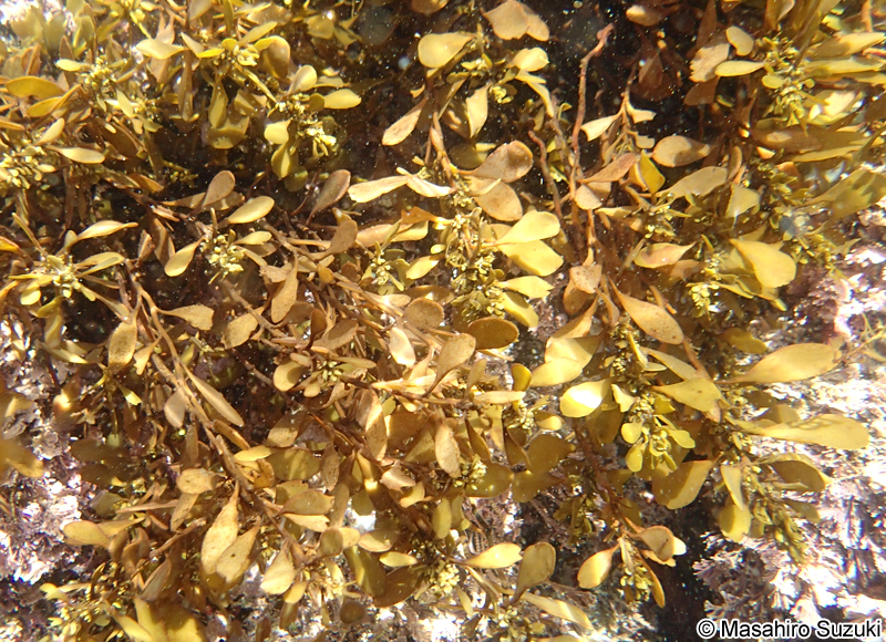ナラサモ Sargassum nigrifolium