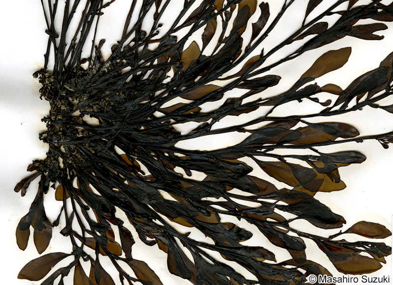 ナラサモ Sargassum nigrifolium