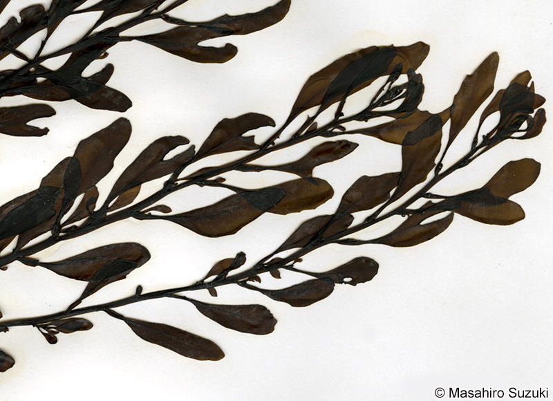 ナラサモ Sargassum nigrifolium