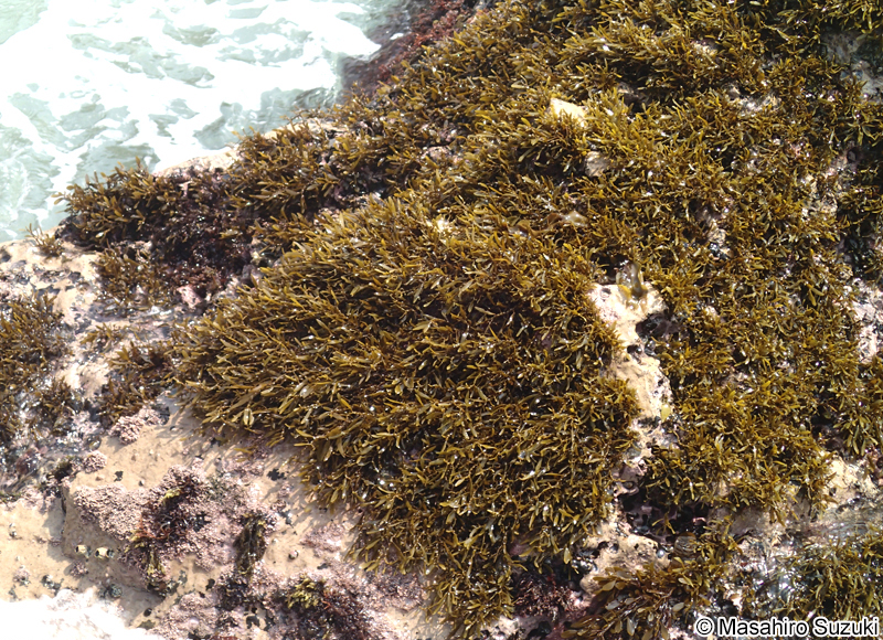 ヒラネジモク Sargassum okamurae
