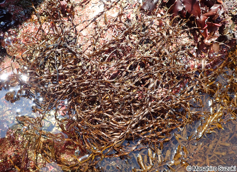 ヒラネジモク Sargassum okamurae