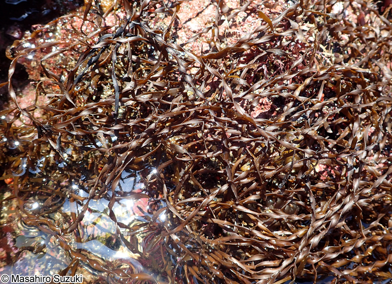 ヒラネジモク Sargassum okamurae