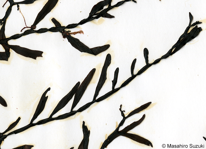 ヒラネジモク Sargassum okamurae