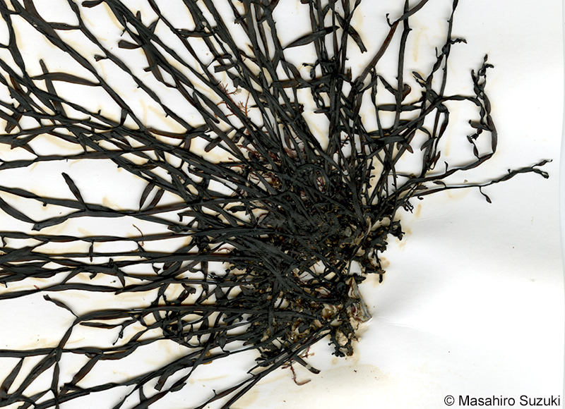 ヒラネジモク Sargassum okamurae