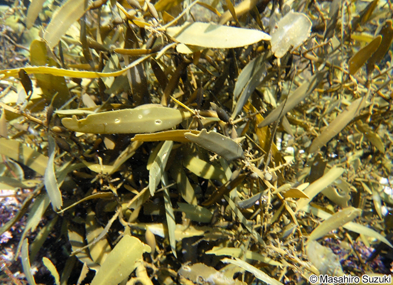 オオバモク Sargassum ringgoldianum