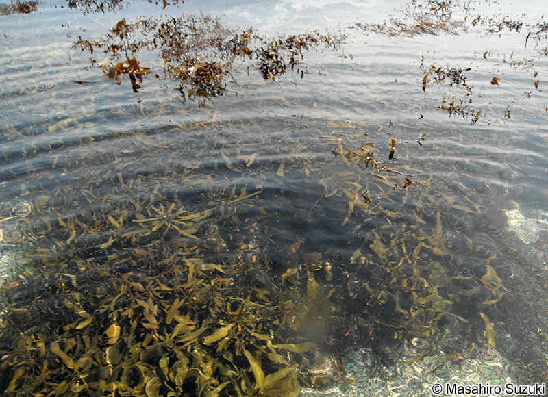 オオバモク Sargassum ringgoldianum