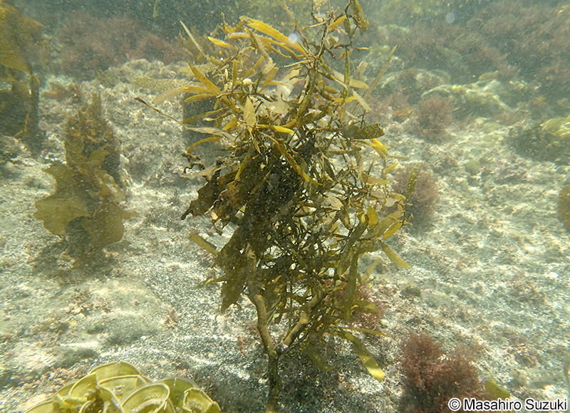 オオバモク Sargassum ringgoldianum