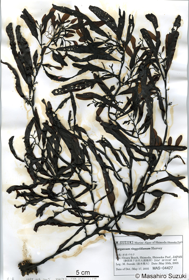 オオバモク Sargassum ringgoldianum