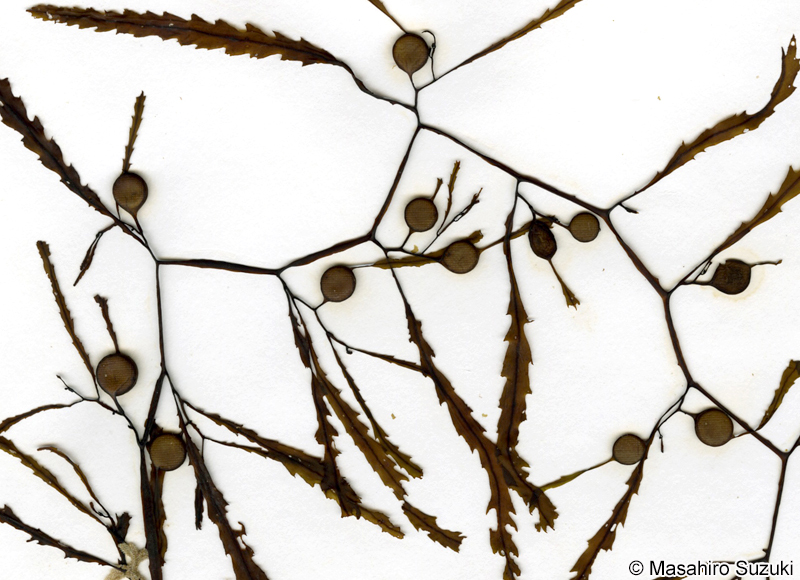 ウスバノコギリモク Sargassum serratifolium