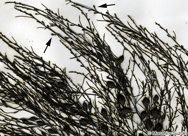 ヨレモク Sargassum siliquastrum