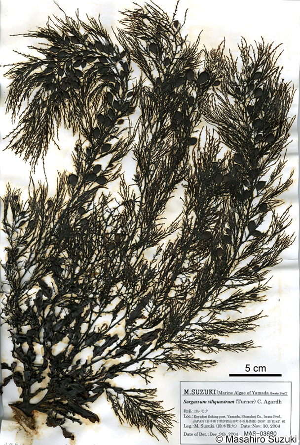 ヨレモク Sargassum siliquastrum