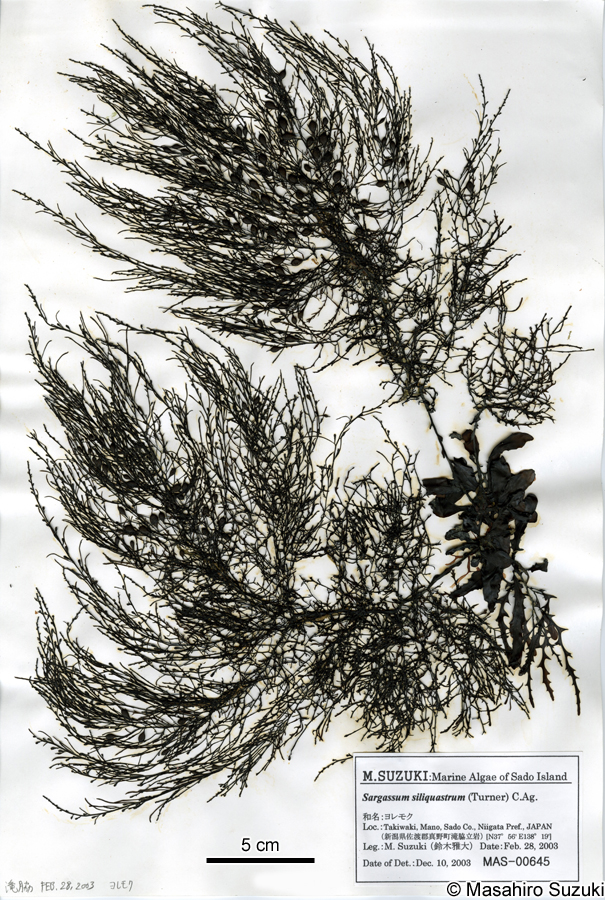 ヨレモク Sargassum siliquastrum