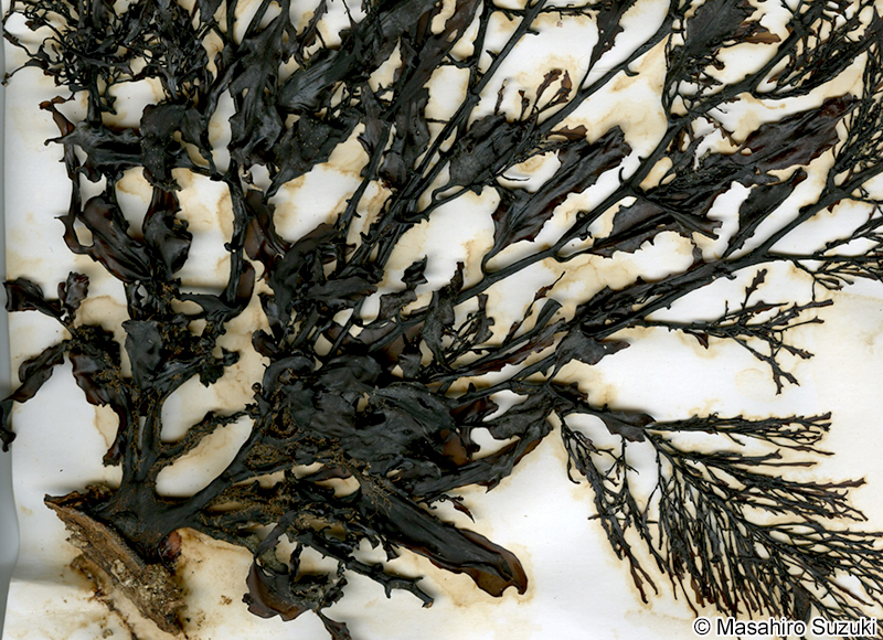 ヨレモク Sargassum siliquastrum