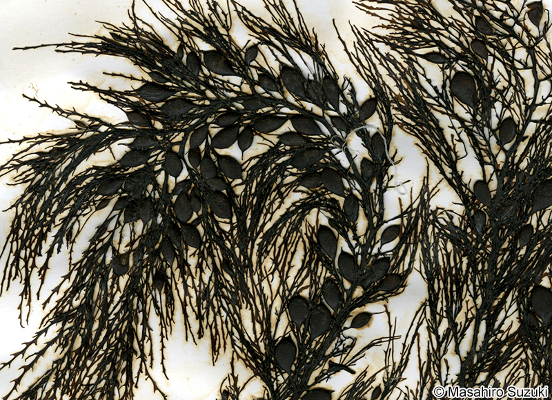 ヨレモク Sargassum siliquastrum