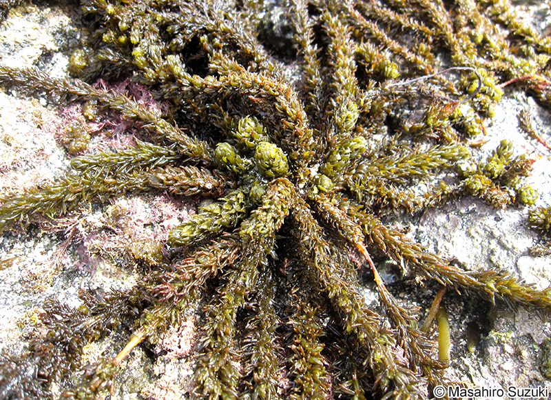 ウミトラノオ Sargassum thunbergii