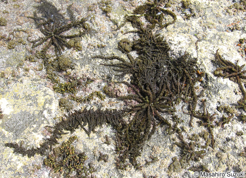 ウミトラノオ Sargassum thunbergii
