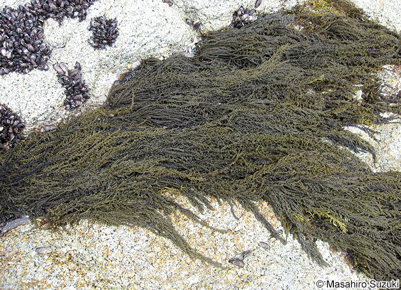 ウミトラノオ Sargassum thunbergii