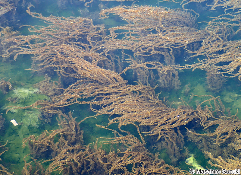 ウミトラノオ Sargassum thunbergii
