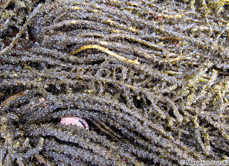 ウミトラノオ Sargassum thunbergii