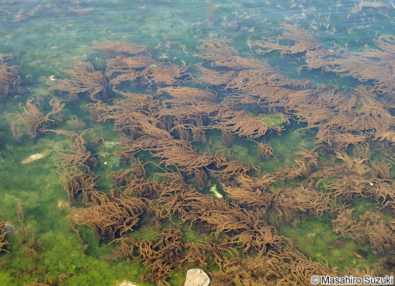 ウミトラノオ Sargassum thunbergii