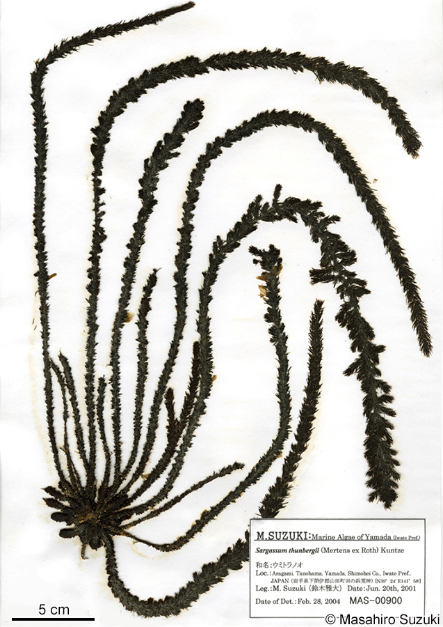 ウミトラノオ Sargassum thunbergii
