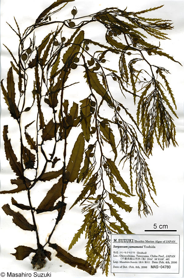 ヨレモクモドキ Sargassum yamamotoi