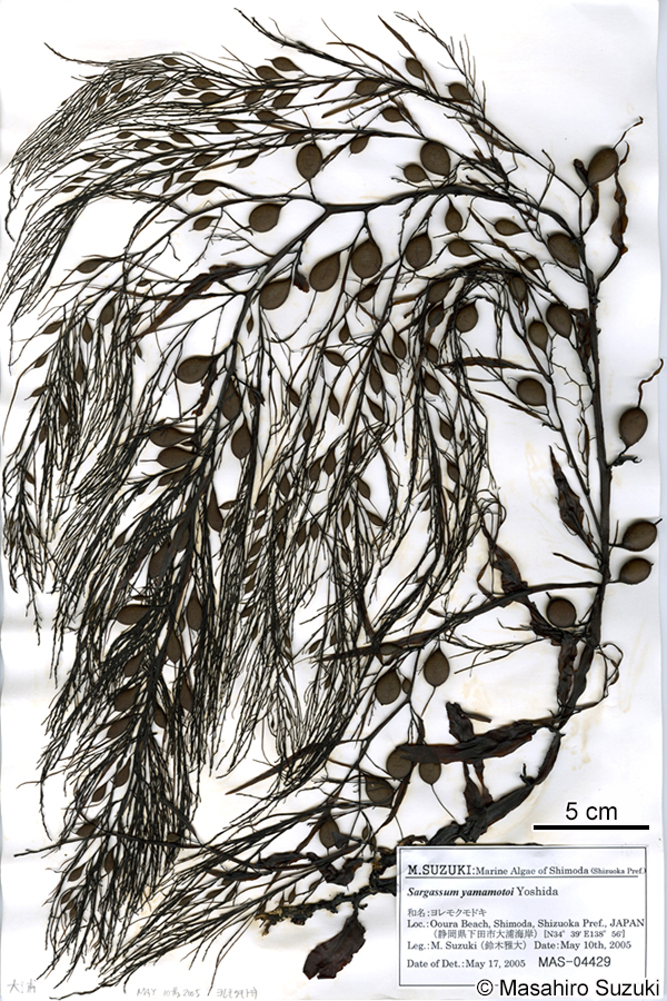ヨレモクモドキ Sargassum yamamotoi