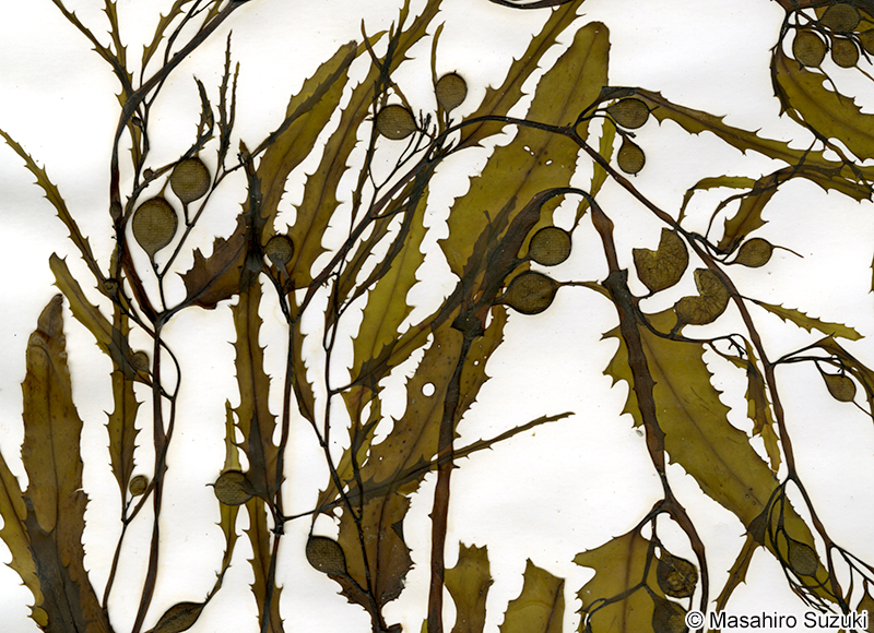 ヨレモクモドキ Sargassum yamamotoi