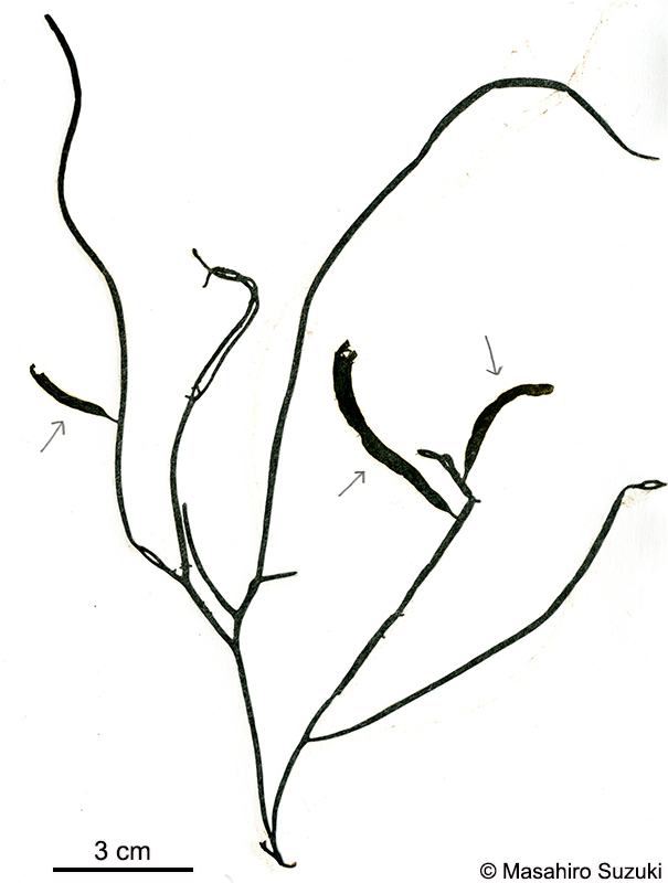 ゴビア Saundersella crassa