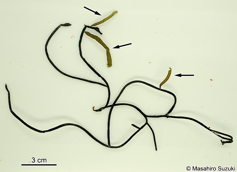 ゴビア Saundersella crassa