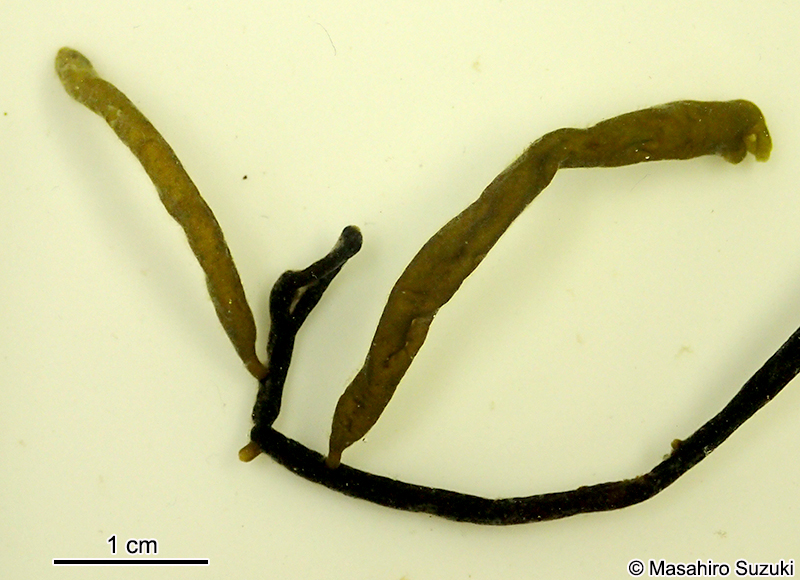 ゴビア Saundersella crassa