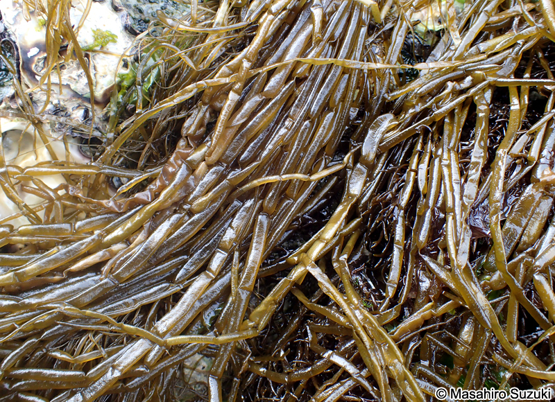 カヤモノリ Scytosiphon lomentaria