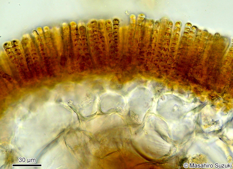 カヤモノリ Scytosiphon lomentaria