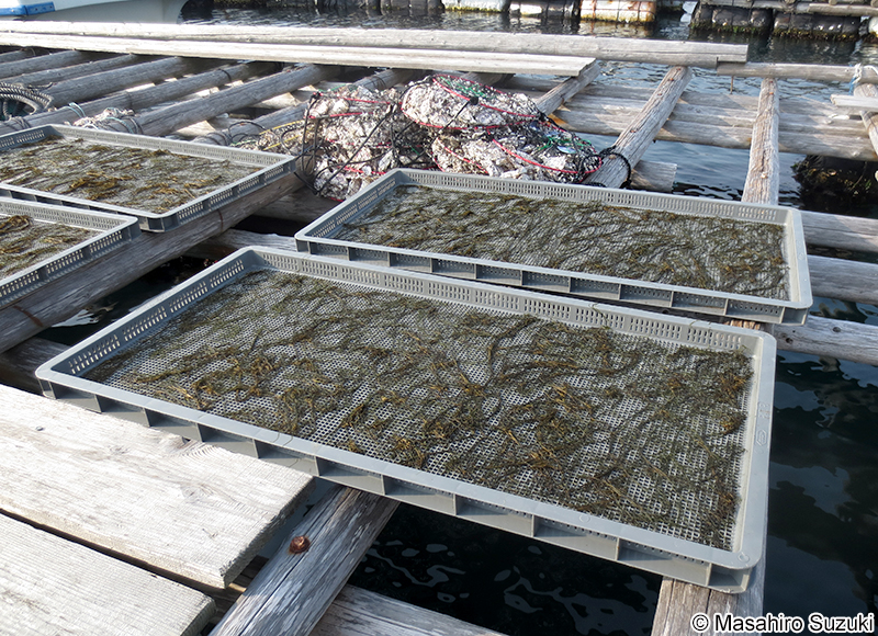 カヤモノリ Scytosiphon lomentaria