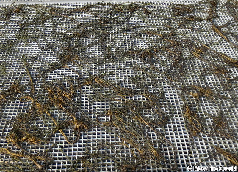 カヤモノリ Scytosiphon lomentaria