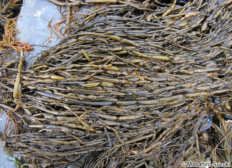 カヤモノリ Scytosiphon lomentaria