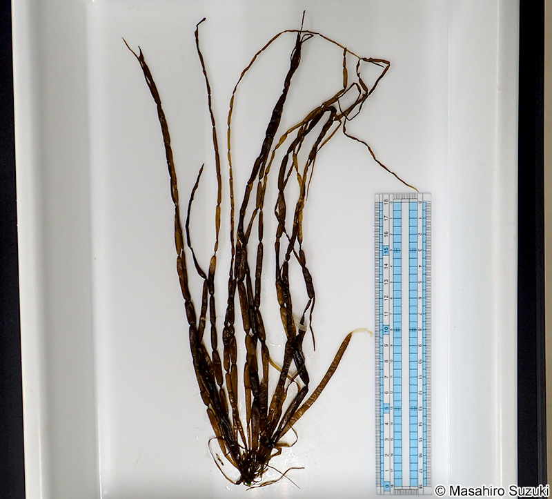 カヤモノリ Scytosiphon lomentaria