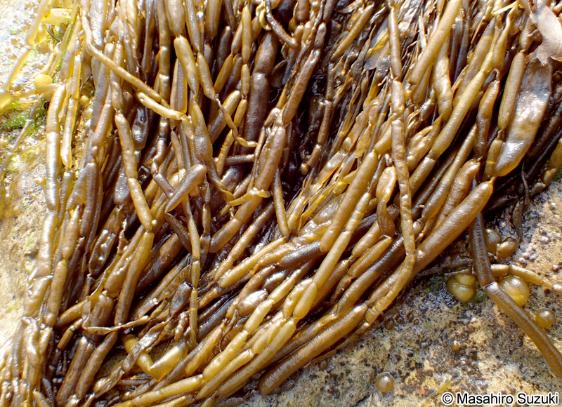 カヤモノリ Scytosiphon lomentaria