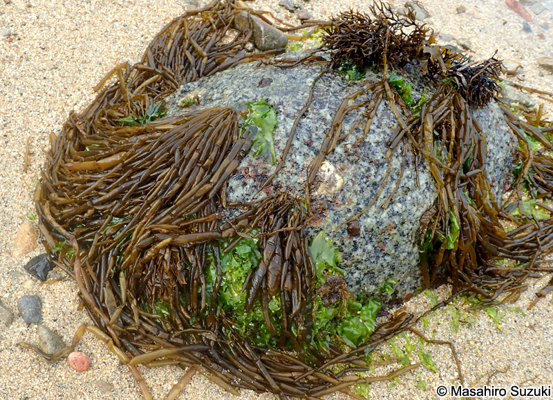 カヤモノリ Scytosiphon lomentaria