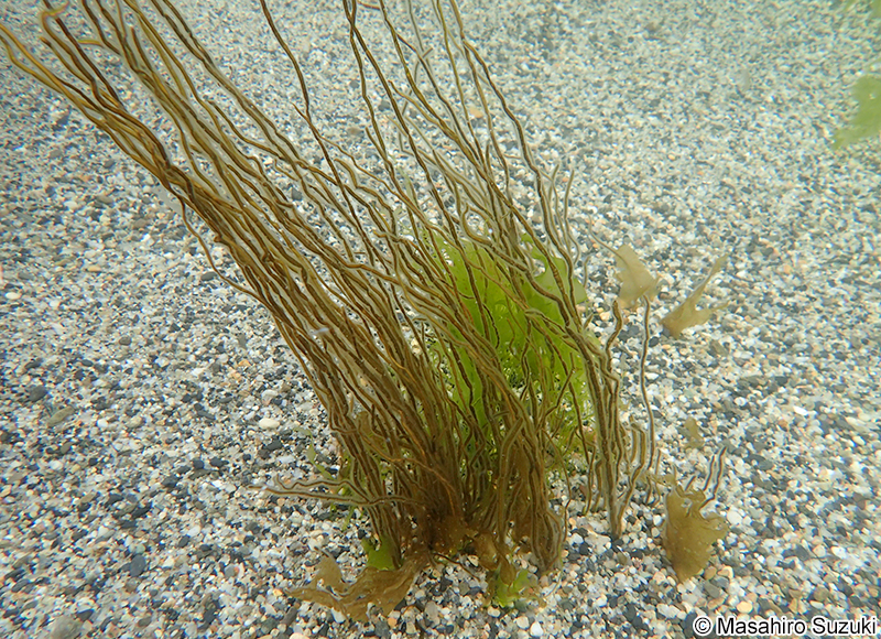 カヤモノリ Scytosiphon lomentaria