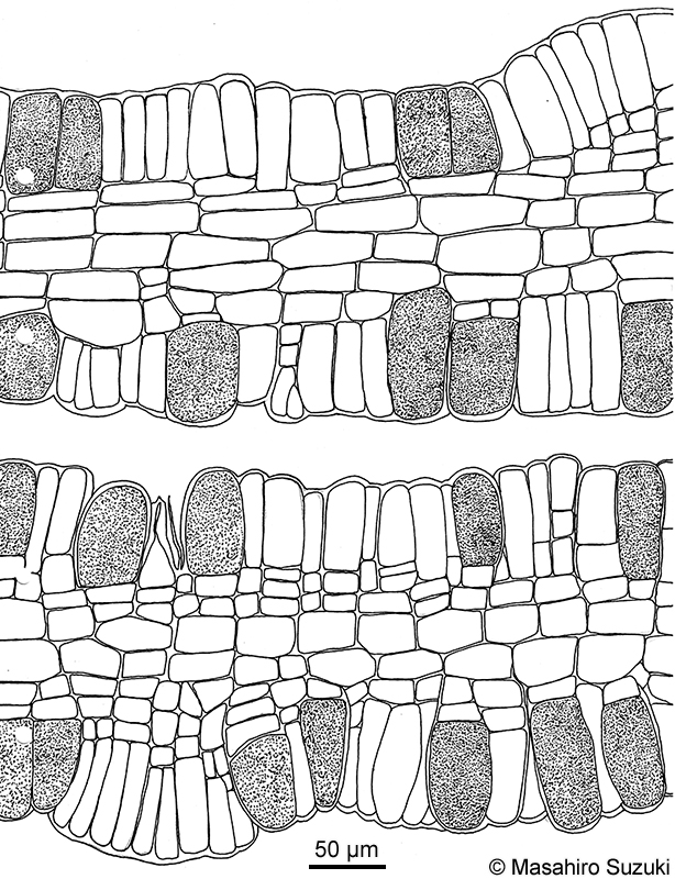 アツバコモングサ Spatoglossum crassum