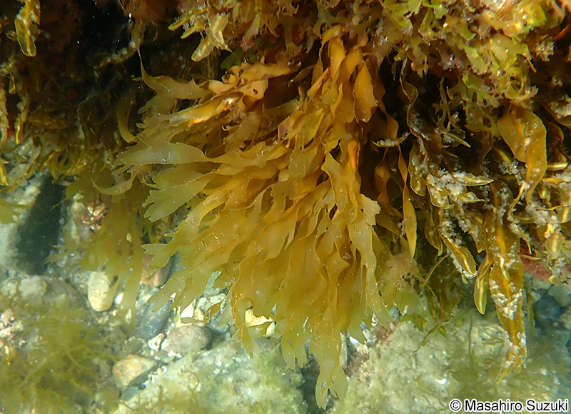 アツバコモングサ Spatoglossum crassum