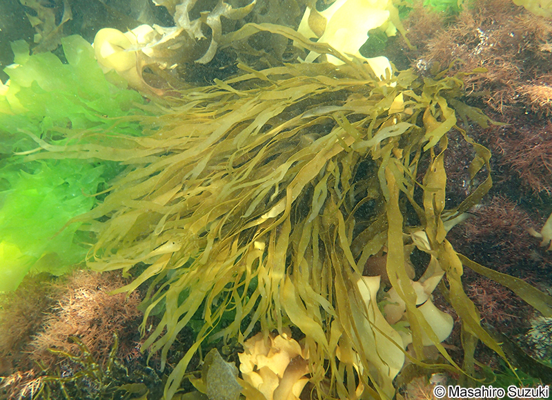 アツバコモングサ Spatoglossum crassum