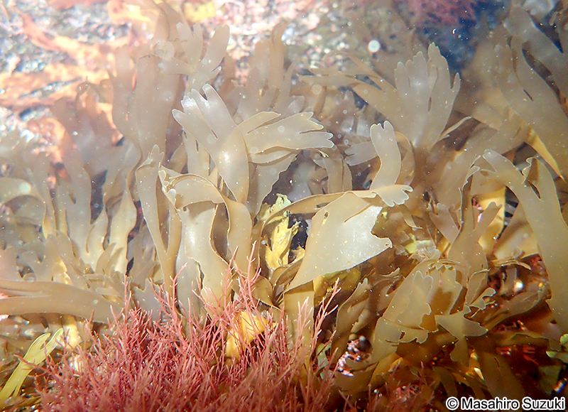 アツバコモングサ Spatoglossum crassum