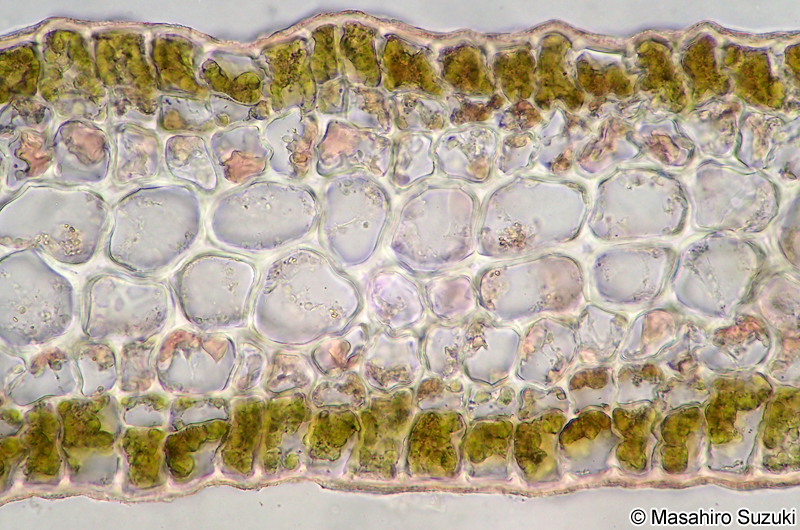 アツバコモングサ Spatoglossum crassum