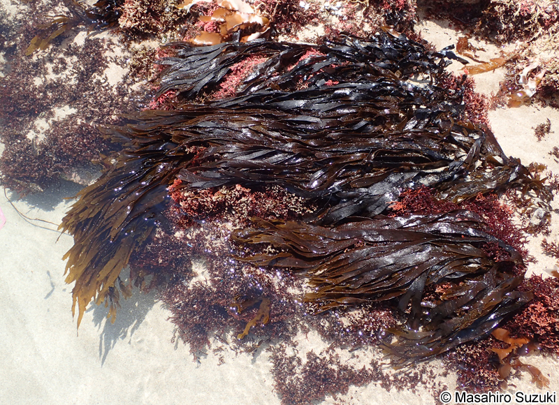 アツバコモングサ Spatoglossum crassum