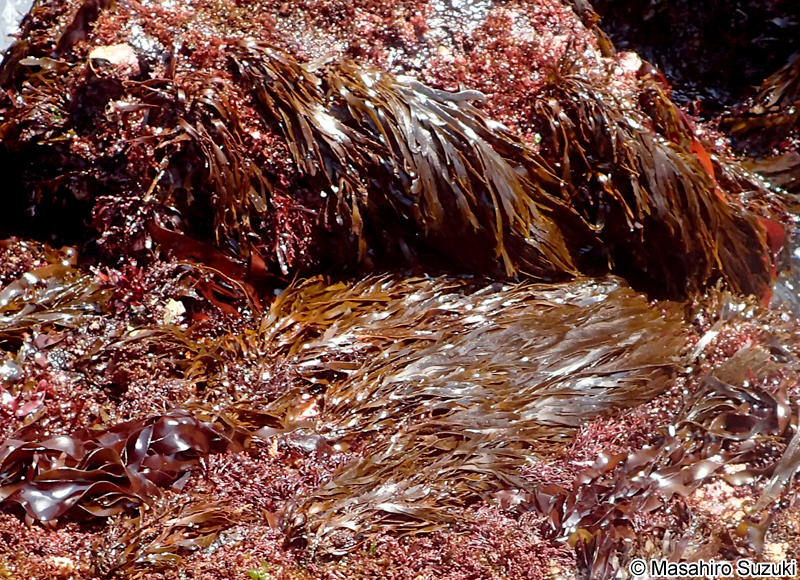 アツバコモングサ Spatoglossum crassum