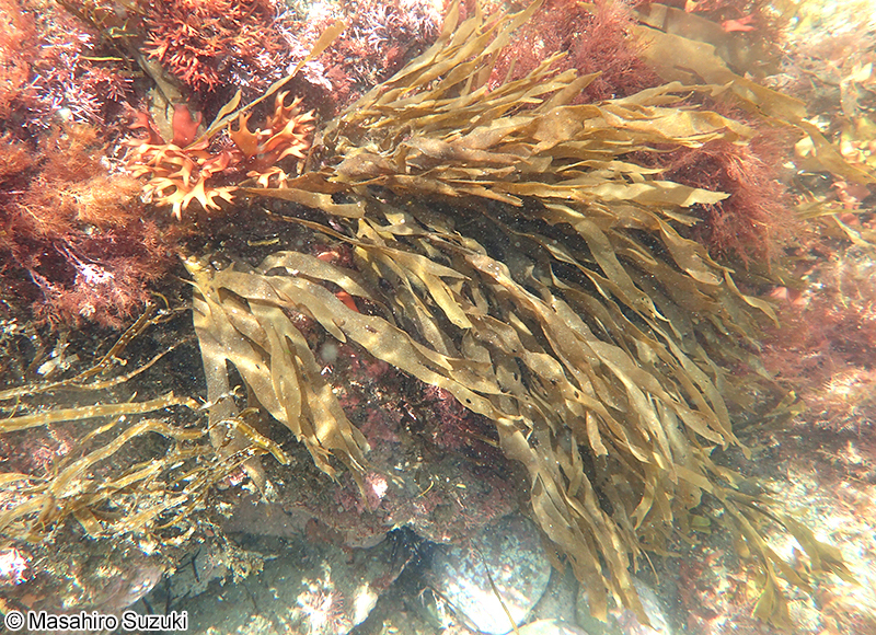 アツバコモングサ Spatoglossum crassum