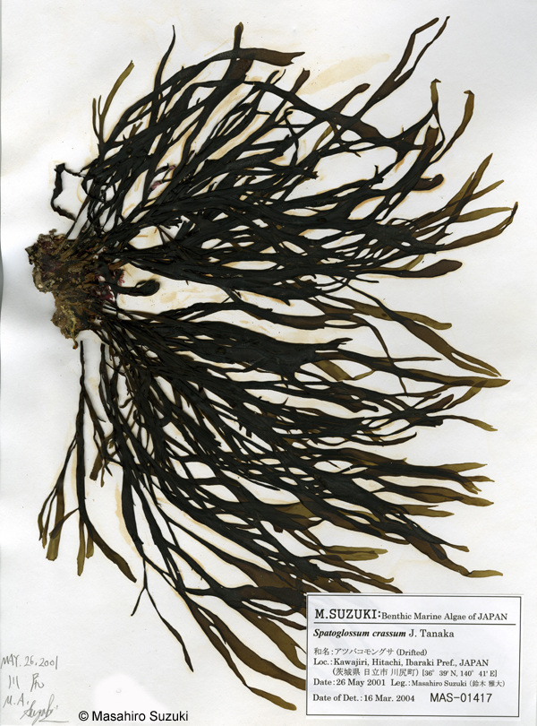 アツバコモングサ Spatoglossum crassum