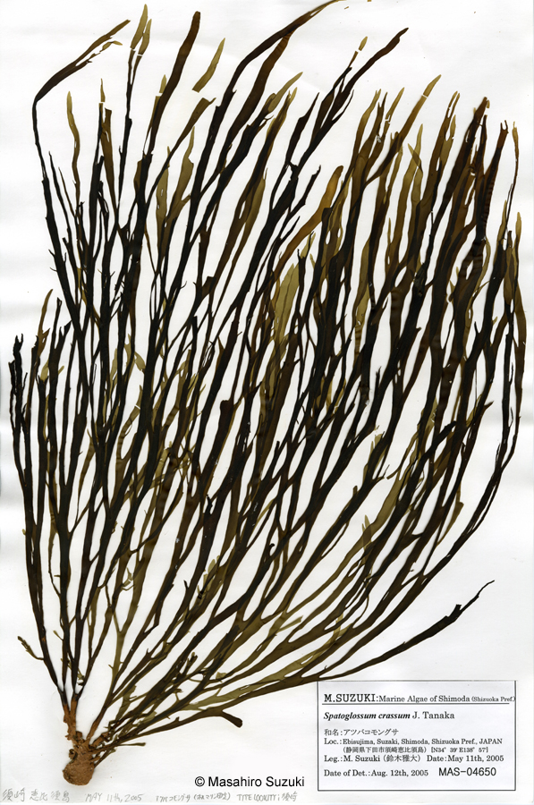 アツバコモングサ Spatoglossum crassum